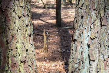 Two pine tree trunks section with forest floor soft and side lit in background