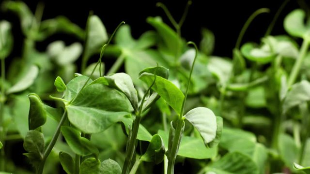 Growing plants in spring timelapse, sprouts germination newborn food plant in greenhouse agriculture