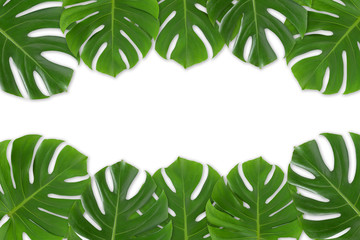 Fototapeta na wymiar Monstera leaves frame on white background isolated