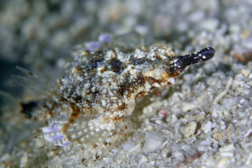 A Dragon sea moth (Eurypegasus draconis) uses modified pelvic fins to walk across the sandy bottom, Philippine.