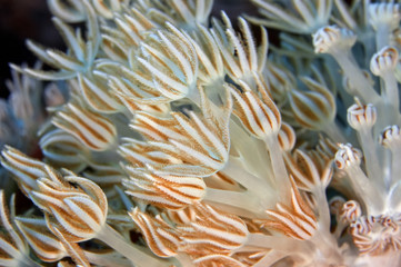 Naklejka na ściany i meble Soft coral of the family Xeniidae close-up. Philippines