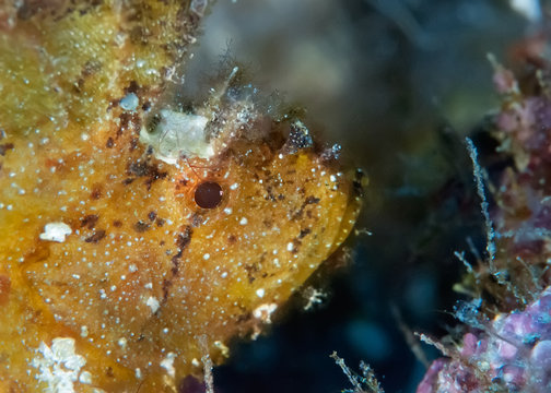 Yellow Leaf fish in Philippines. Macro.