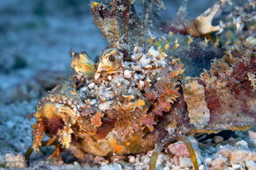Devil scorpion fish (Walkman) lying on the sand waiting for prey. Underwater macro photography