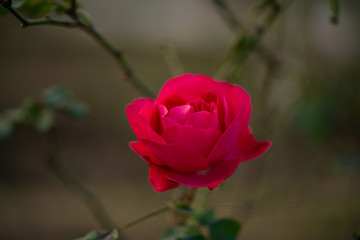Colorful, beautiful, delicate red rose in the garden, Beautiful red roses garden in Islamabad city, Pakistan.