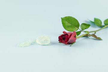 Red rose flower and Used condom on  blue background. Love, Romantic and Happy Valentines day...