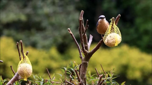 bird nuthatch Pecks fat Food 
