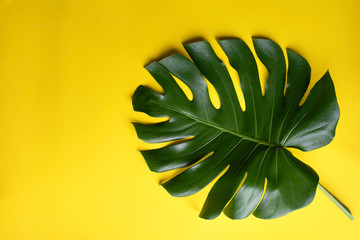 Monstera top view leaf model philodendron isolated on pastel background / copy space - top view © eakarat
