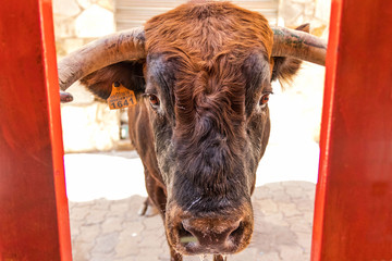 toro bravo español en fiestas populares 