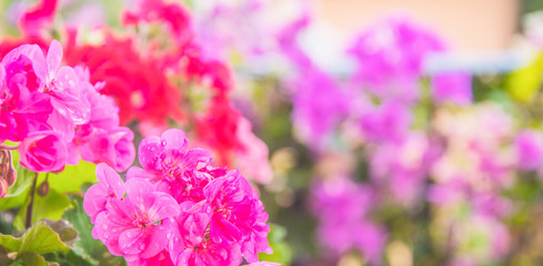 geranium in summer garden. Ivy-leaf pelargonium.Geranium Peltatum. Decorative plants.