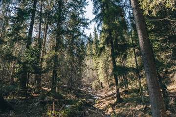 Beautiful spring forest landscape, pine trees at bright sunny morning