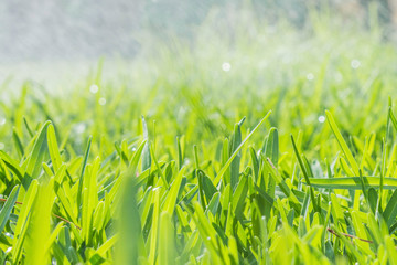 Lawn water sprinkler spraying water over lawn green fresh grass in garden