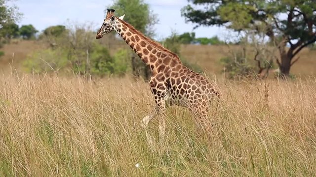 A beautiful giraffe walks in the African Savannah against the blue sky and and yellow tall grass