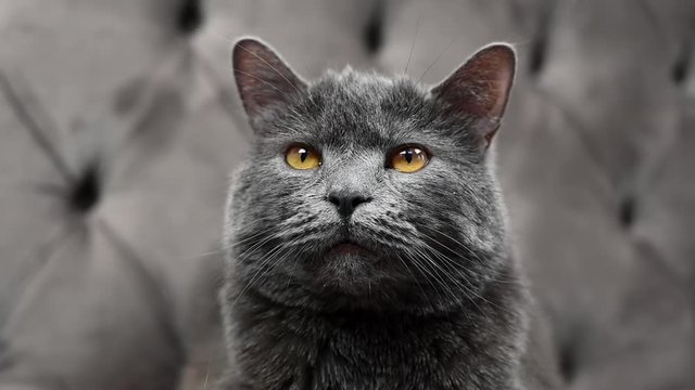 Dark silver british fold cat with orange eyes lying in bed