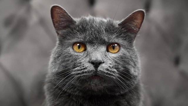 Dark silver british fold cat with orange eyes lying in bed