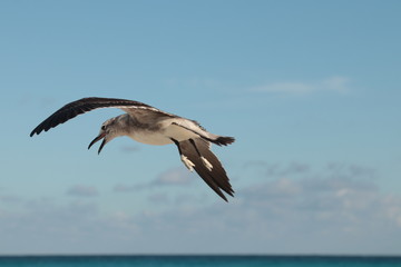 Fototapeta na wymiar gaviota volando sobre el oceano cancun caribe