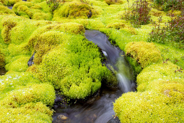 Green moss and mountain stream. Eco friendly natural background