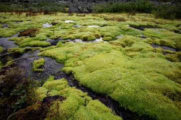 Green moss and mountain stream. Eco friendly natural background