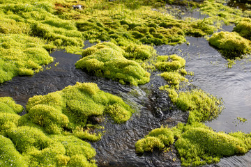 Green moss and mountain stream. Eco friendly natural background