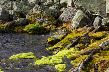 Fototapeta na wymiar Green moss and mountain stream. Eco friendly natural background