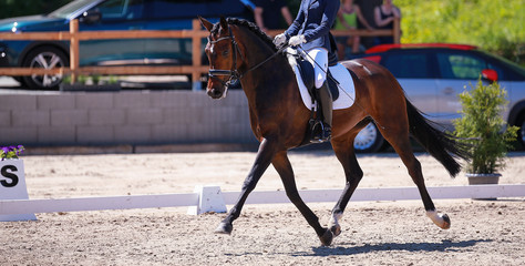 Dressage horse with rider trotting on a tournament, photographed diagonally from the front..