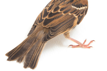 Old World sparrows are a family of small passerine birds. They are also known as true sparrows,...