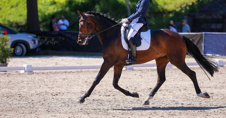 Dressage horse with rider trotting on a tournament photographed from the left..