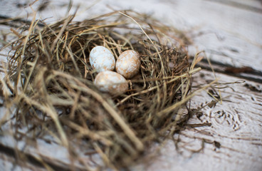 eggs święta jajka easter gniazdko  ptaki ptak