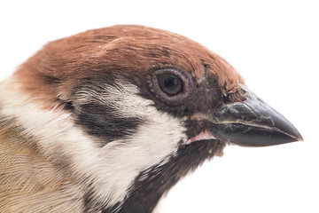 Old World sparrows are a family of small passerine birds. They are also known as true sparrows,...