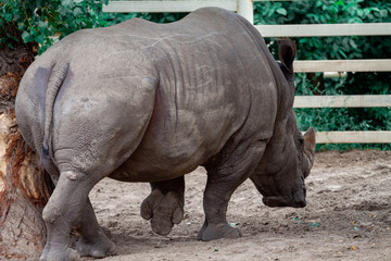 Obraz premium Big black rhino in nature close-up