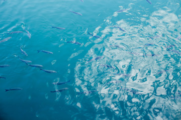 Clear surface Shoal of fish in seawater. Montenegro