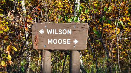wilson moose road crossing sign grand teton national park