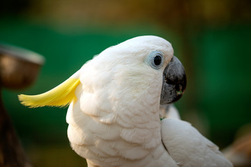Portrait of cockatoo parrot, Yellow-crested cockatoo white parrot head close-up