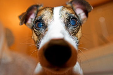 portrait of a dog