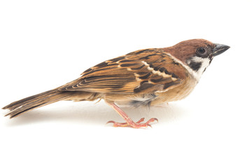 Old World sparrows are a family of small passerine birds. They are also known as true sparrows,...