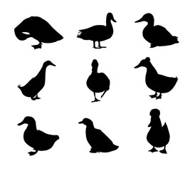 Low poly triangular mallard duck  silhouettes set on white background, different poses, vector illustration isolated.  Polygonal style trendy modern logo design. Suitable for printing on a t-shirt.