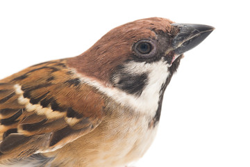 Old World sparrows are a family of small passerine birds. They are also known as true sparrows,...