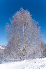 winter landscape with trees and blue sky