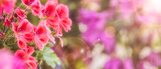 Fototapeta Balcony flowers, small garden with blossom of geranium obraz