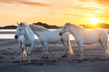Fototapeta na wymiar White horses in Camargue, France.