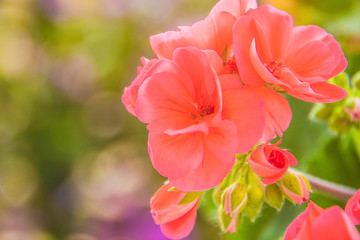 geranium in summer garden. Ivy-leaf pelargonium.Geranium Peltatum. Decorative plants.