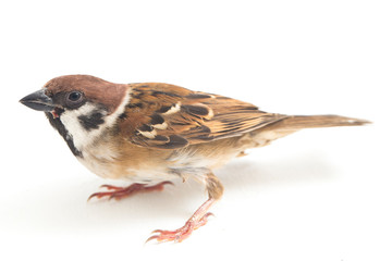 Old World sparrows are a family of small passerine birds. They are also known as true sparrows,...