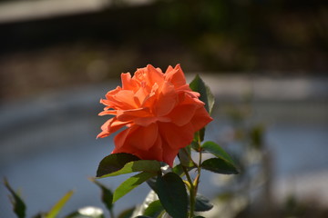 red flower in garden
