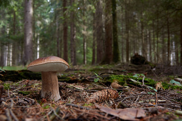 Bolete - Boletus betulicolus in forest
