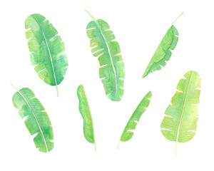 Watercolor hand drawn tropical leaves isolated on white background. Green banana leaves set. Tropical foliage collection perfect for spring, summer design greeting cards. 