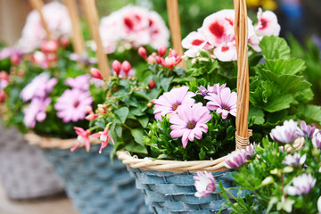 basket with blowing spring flowers outdoors. exterior decoration