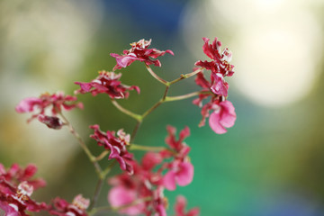 Purple doll orchid on bokeh background.