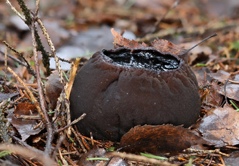 Rare endangered mushroom Sarcosoma globosum Close up