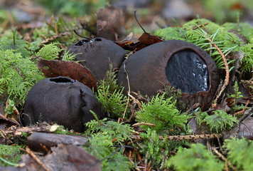 Rare endangered mushroom Sarcosoma globosum Close up