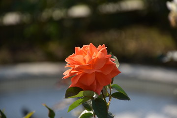 red flower in the garden