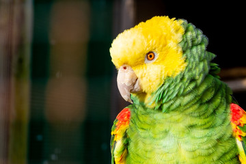 Close up of double yellow headed amazon parrot